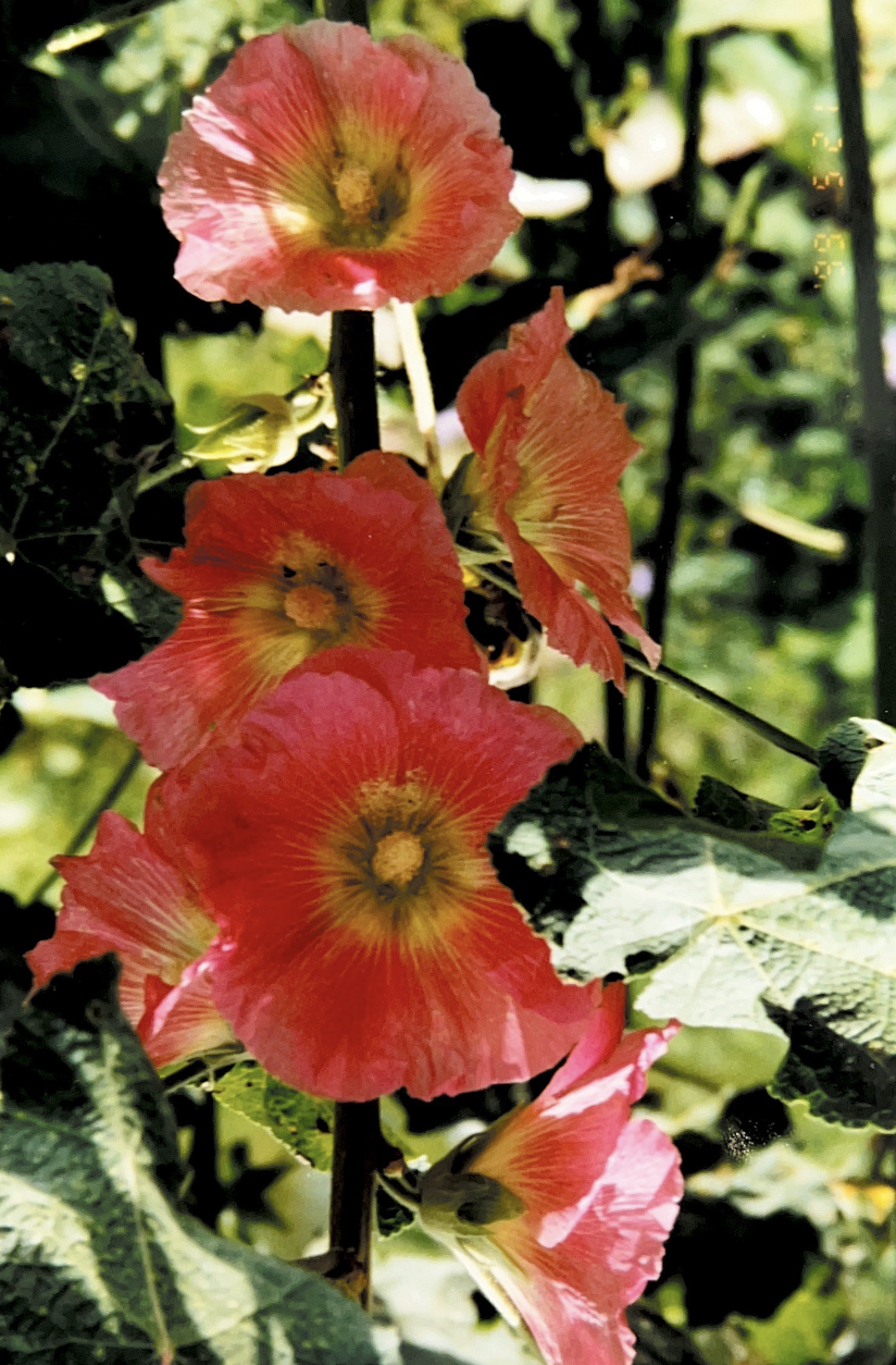 A vertical cluster of vibrant pink hollyhock flowers with yellow centers grows amidst green foliage. The flowers are in full bloom, showing delicate petals and prominent stamens, illuminated by sunlight that casts a natural glow over the scene. Harvest, store, and share hollyhock seeds for next season's beauty.